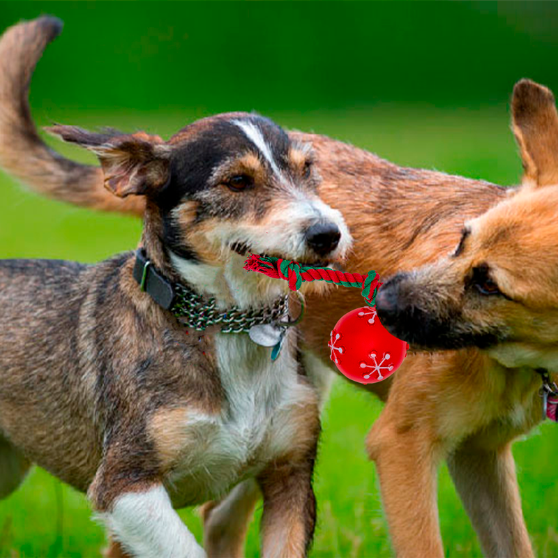 Juguete Navideño Chillón Para Perro Huppy De Goma / Cuerda Paq. 5 Pzs. - Image 3